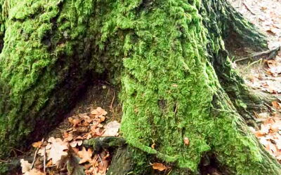 Ein moosbedeckter Baumstamm mit einem verzweigten Wurzelwerk
