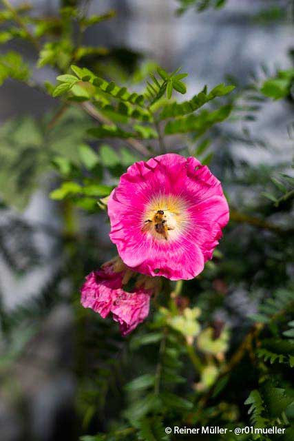 Eine kleine Blume, kann die Quelle unseres Glücks sein.