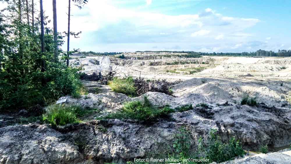 Ein paar Kiefern am Rande einer Tagebaugrube.
