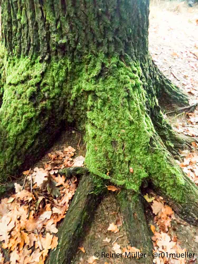 Ein moosbedeckter Baumstamm mit einem verzweigten Wurzelwerk